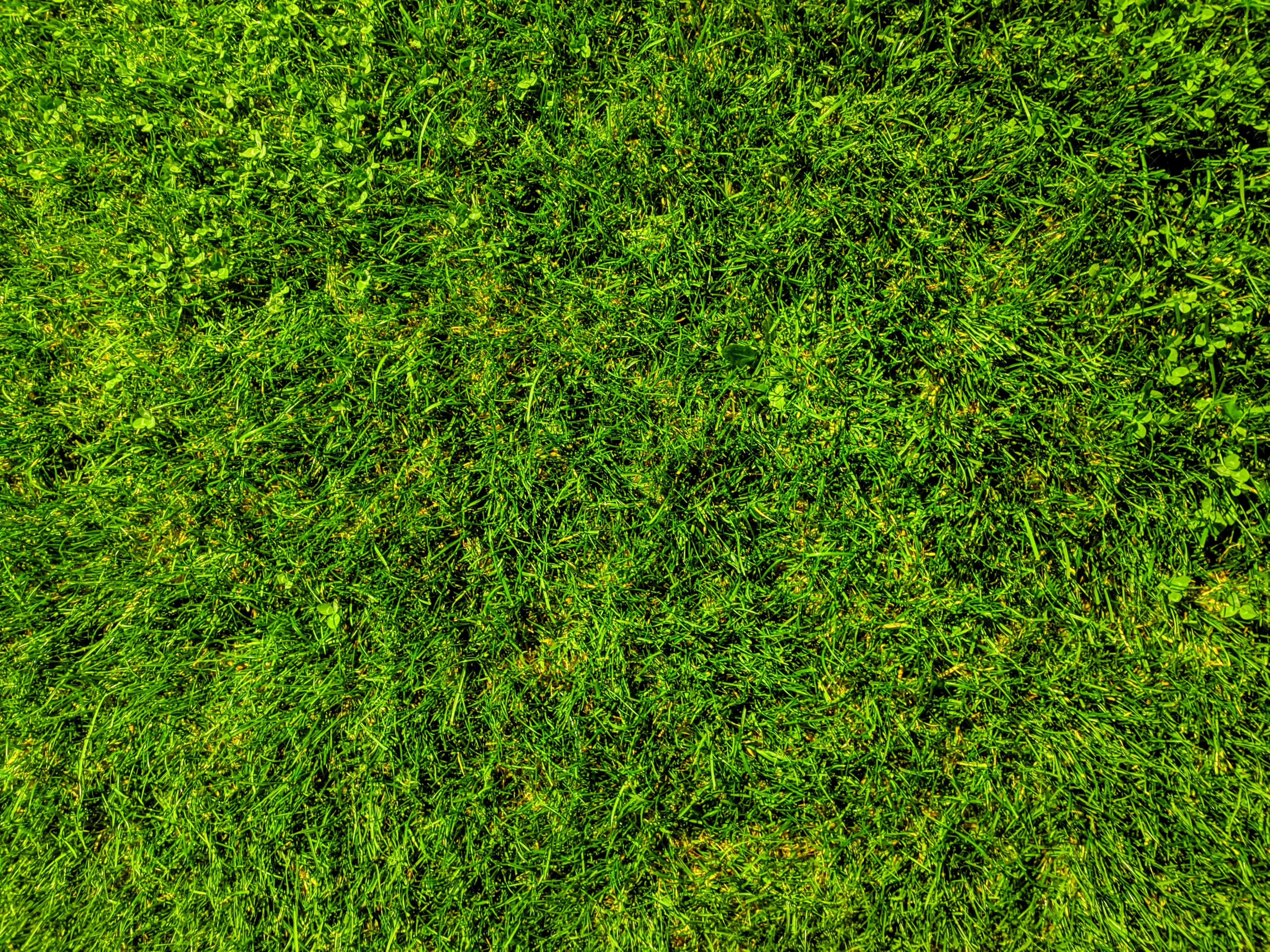 How Often Should You Cut Your Grass? UK Seasonal Guide