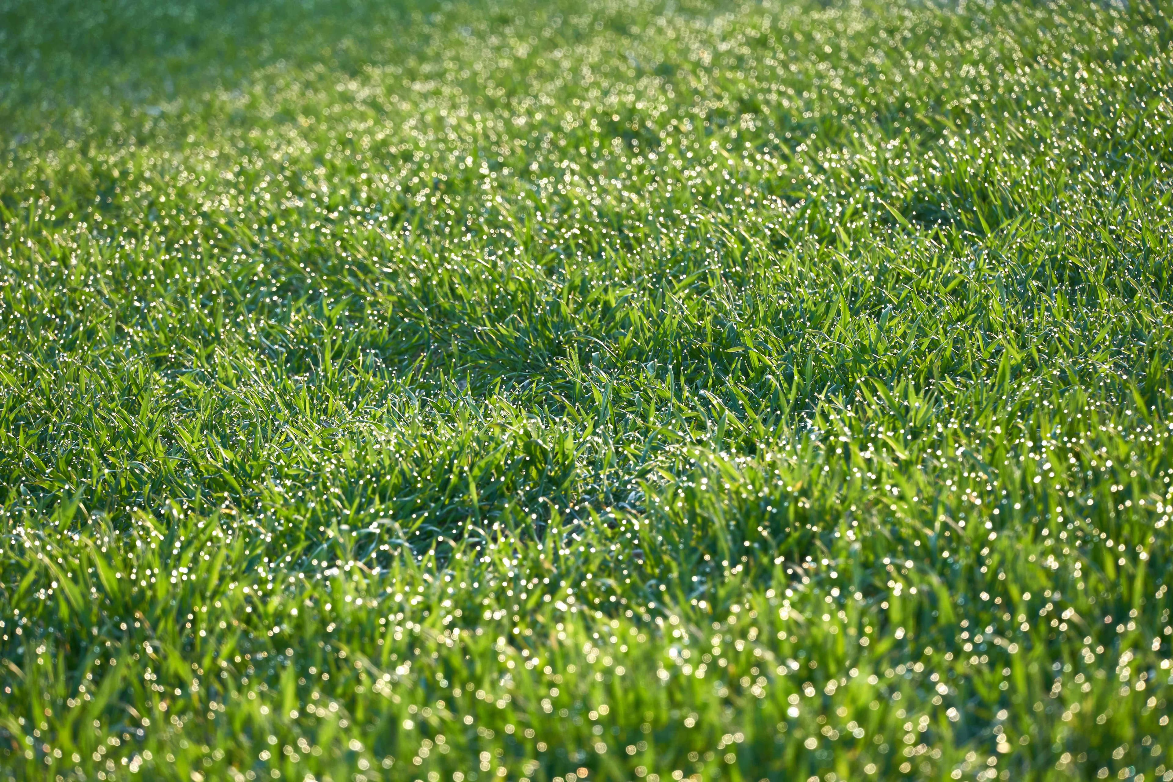 Essential Spring Lawn Care Checklist: Get Your Garden Sorted!